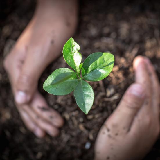 To hænder holder om en grøn spire.