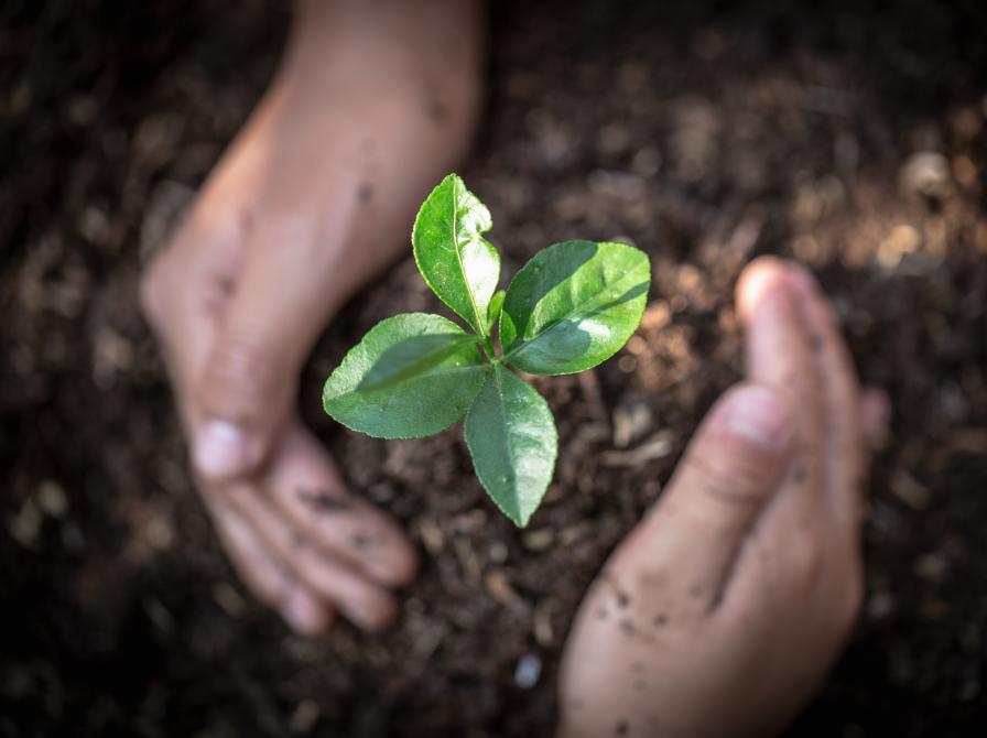 To hænder holder om en grøn spire.